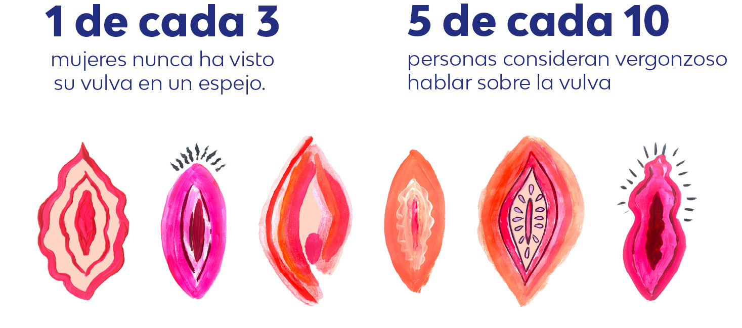 imagen de vulvas con informacion estadistica